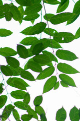 Fototapeta na wymiar green leaves of a plant close-up against the sky 