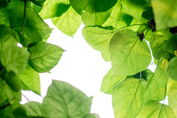 green leaves of a plant close-up against the sky
