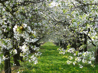 Fototapeta na wymiar Blühende Obstbaumplantage im Frühling