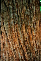 tree trunk twined with liana close up for background
