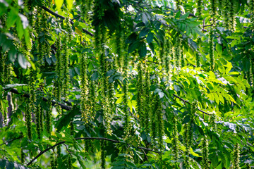 Obraz na płótnie Canvas green leaves of a plant close-up against the sky 
