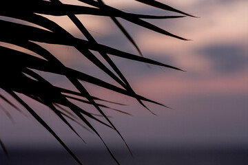 green palm leaves close up fanned out against the sky
