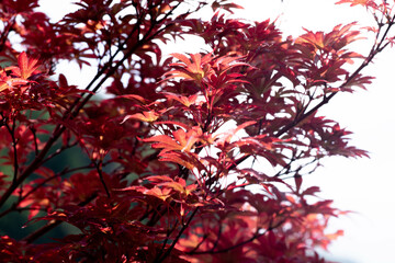 tree branches with red carved leaves
