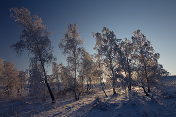The rime covered birch forest. Burabay National Park, Aqmola Region, Kazakhstan.