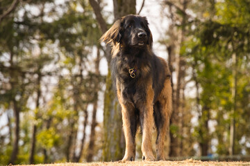 ドッグパークに立つレオンベルガー