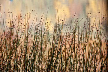 Schilfgras vor buntem Waldsee im Herbst