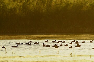 The common coot is a species of bird in the Rallidae family.
