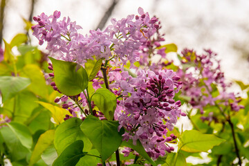Fototapeta na wymiar lilac flowers in spring