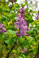 Fototapeta na wymiar lilac flowers on a branch