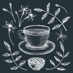 Hand-sketched jasmine tea in a glass mug illustrations on chalkboard. Vector sketch of hot drink in an elegant cup, dried leaves, jasmine blossom. Green Tea drawing for menu design.