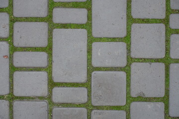 Green moss in the joints of grey concrete pavement