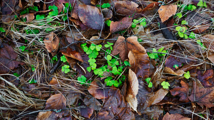 Just Forest floor - Nur Waldboden
