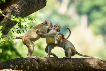 Monkeys fight each other in the trees.