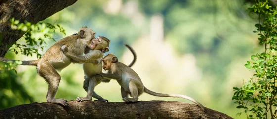 Rolgordijnen Monkeys fight each other in the tree and space on the right side for banner text input. © sompao