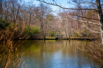 Obraz premium lake in the forest