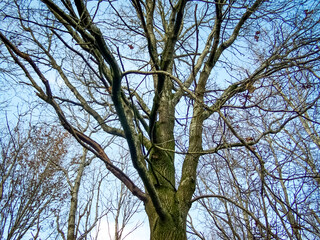 Obraz premium Tree in Nature Beautiful Leafless Tree Branches Winter Autumn Blue Sky