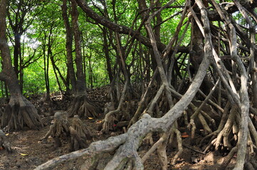 マングローブ林