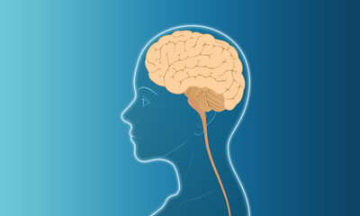 Obraz premium woman face side vector illustration silhouette x-ray line brain
