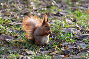 Naklejka na ściany i meble Adorable red squirrel (Sciurus vulgaris) eats a nut on the ground. Cute animal with fluffy tail and ears holding a nut with its paws, sitting on grass in the woods on sunny bright spring day