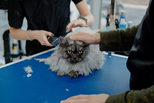 Professional groomer cuts fluffy cat's fur with trimmer in pet beauty salon.