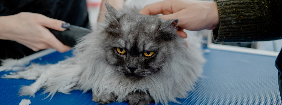 Professional groomer cuts fluffy cat's fur with trimmer in pet beauty salon.