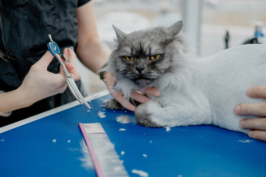 Professional groomer cuts fluffy cat's fur with scissors in pet beauty salon.