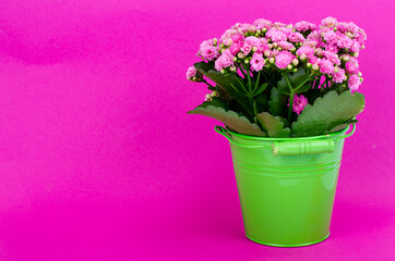 Naklejka na ściany i meble Bouquet of pink sedum in decorative basket. Studio Photo