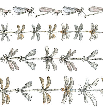 Watercolor illustration of dragonfly, seamless stripes set, a pastel color sketch isolated on a white background. Elegant insects drawn by hand with ink.
