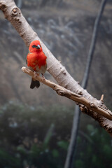 cardinal on a branch