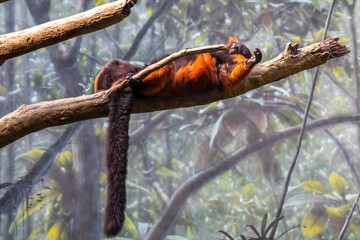 
on a tree