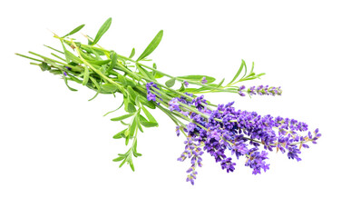 Bunch of purple lavender flowers isolated on white background