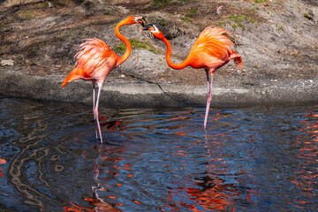 flamingo in the water