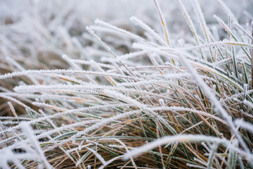 morning frost on the grass. Winter background