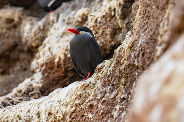 bird on a rock