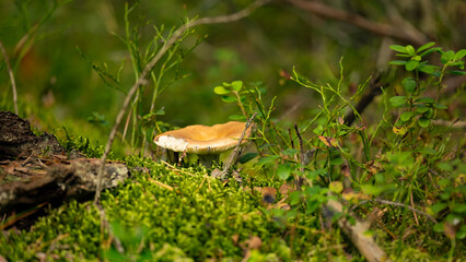 The Sickener (Russula emetica) fungi. Closeup. Big fresh single Russula mushroom.