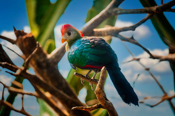 bird