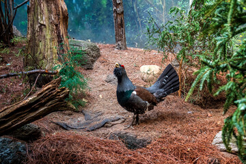 pheasant
