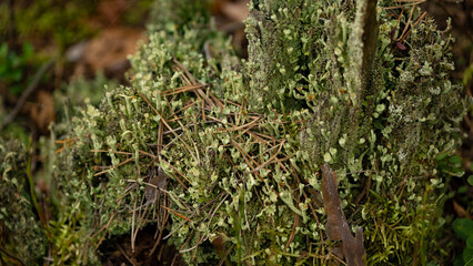 British Soldier lichen (Cladonia cristatella). Growing on rotting branch with other lichens and fungus. Russia