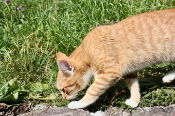 Fototapeta na wymiar cat on grass