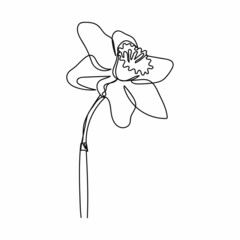 Continuous one simple single abstract line drawing of daffodil flower icon in silhouette on a white background. Linear stylized.