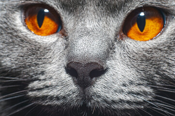 Banner of a close up of a gray cat with green eyes and a pink nose looking into the frame.