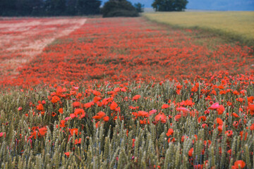 Cornfield with red poppies at sunset