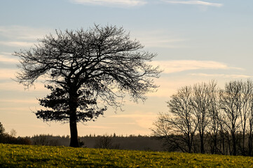 Belgique Wallonie Ardenne paysage soleil coucher hiver arbre