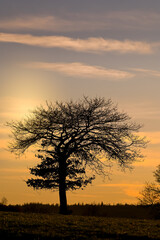 Fototapeta na wymiar Belgique Wallonie Ardenne paysage soleil coucher hiver arbre