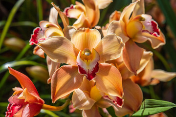 Fototapeta na wymiar red and yellow orchids