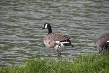 country goose on the grass