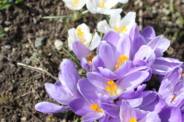 crocus flowers in the garden. Crocuses on a flower bed. The first spring flowers. A group of purple crocuses.