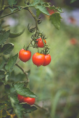 Beautiful view of red cherry tomatoes in a home garden in the countryside after rain. Soft morning lighting without harsh shadows.