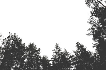 Silhouette of a pine forest and sky. Place for the text.