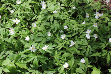 The first spring flowers. Snowdrops are white in the forest.